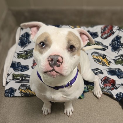 Blanco - Video, Volunteer Pick & Benchwarmer!