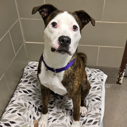Elroy - Video, Volunteer Pick & Benchwarmer!